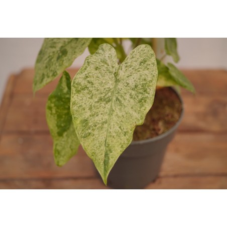 Vendita Pianta Alocasia Macrorrhiza 'Splash' -Piante Rare|Mondo Piante