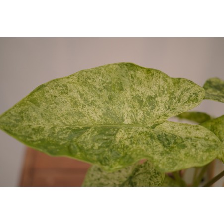 Vendita Pianta Alocasia Macrorrhiza 'Splash' -Piante Rare|Mondo Piante