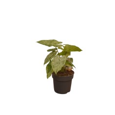 Abelia Plant for Sale - Bush Plants Online | Mondo Piante 2