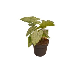 Abelia Plant for Sale - Bush Plants Online | Mondo Piante