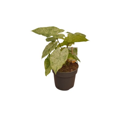 Abelia Plant for Sale - Bush Plants Online | Mondo Piante