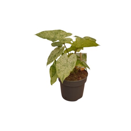 Vendita Pianta Alocasia Macrorrhiza 'Splash' -Piante Rare|Mondo Piante
