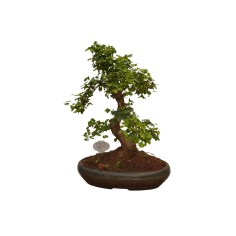 Vendita Pianta Aristolochia - Piante Rampicanti| Vivaio Mondo Piante