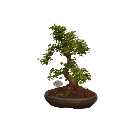 Vendita Bonsai Di Ligustro S Shape-Bonsai OnLine|Vivaio Mondo Piante