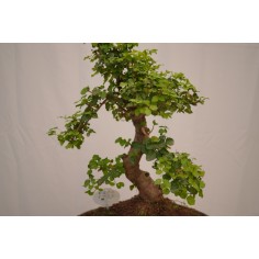 Vendita Bonsai Di Ligustro S Shape-Bonsai OnLine|Vivaio Mondo Piante 2
