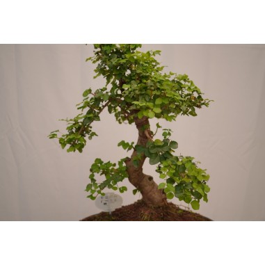 Vendita Bonsai Di Ligustro S Shape-Bonsai OnLine|Vivaio Mondo Piante