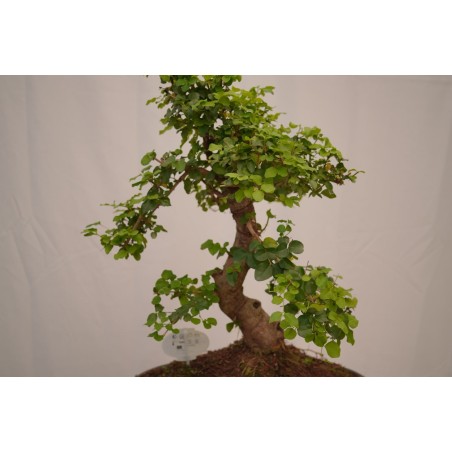 Vendita Bonsai Di Ligustro S Shape-Bonsai OnLine|Vivaio Mondo Piante