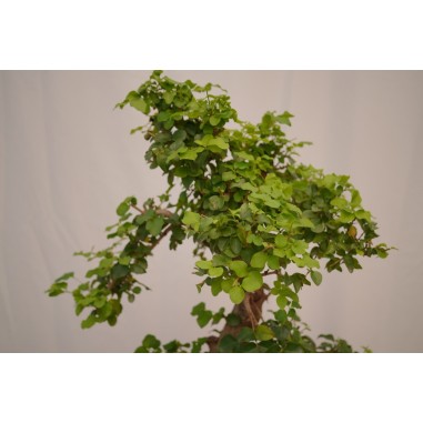 Vendita Bonsai Di Ligustro S Shape-Bonsai OnLine|Vivaio Mondo Piante