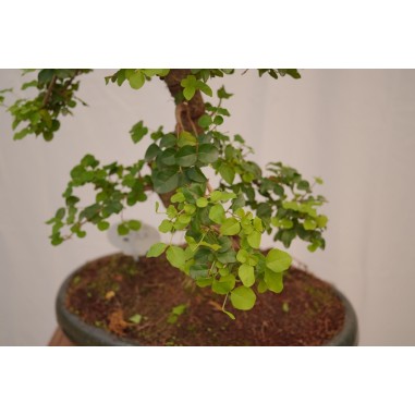 Vendita Bonsai Di Ligustro S Shape-Bonsai OnLine|Vivaio Mondo Piante
