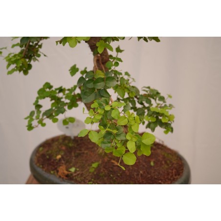 Vendita Bonsai Di Ligustro S Shape-Bonsai OnLine|Vivaio Mondo Piante