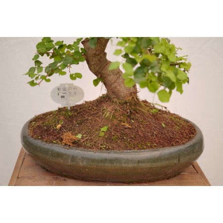 Vendita Bonsai Di Ligustro S Shape-Bonsai OnLine|Vivaio Mondo Piante