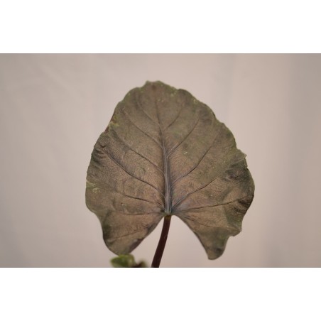 Abelia Plant for Sale - Bush Plants Online | Mondo Piante