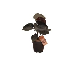 Abelia Plant for Sale - Bush Plants Online | Mondo Piante 2