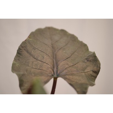 Vendita Pianta di Alocasia Antoro Velvet -Piante Rare|Mondo Piante