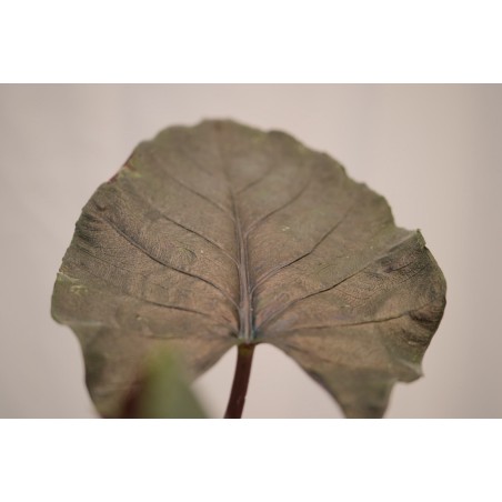 Vendita Pianta di Alocasia Antoro Velvet -Piante Rare|Mondo Piante