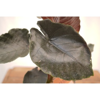 Abelia Plant for Sale - Bush Plants Online | Mondo Piante