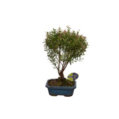 On-line Sale of Bonsai Ficus Ginseng - Bonsai OnLine|Mondo Piante