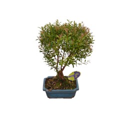 Vendita Bonsai Syzygium-Bonsai OnLine|Vivaio Mondo Piante 2