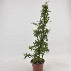 5 Piante di Cotoneaster... 2