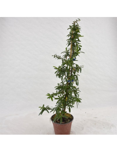 Vendita Pianta Cotoneaster - Piante Da Cespuglio Online| Mondo Piante