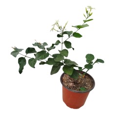 Pianta Gelsomino Sambac Vaso 18 cm | Mondo Piante