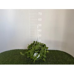 Senecio rowleyanus Plant for Sale-Succulent Plants|Mondo Piante