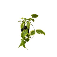 Kit 5 Piante Thunbergia Vaso 7 cm | Mondo Piante
