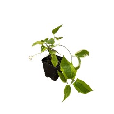 Kit 5 Piante Thunbergia Vaso 7 cm | Mondo Piante 2