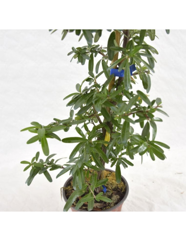 5 Piante di  Cotoneaster Salicifolius Vaso7cm- Piante | Mondo Piante