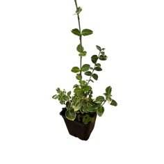 Pianta Euonymus Microphyllus Vaso 7 cm: Vendita | Mondo Piante