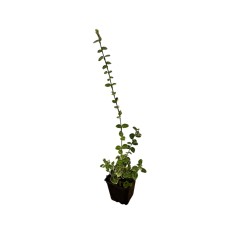Pianta Euonymus Microphyllus Vaso 7 cm: Vendita | Mondo Piante 2