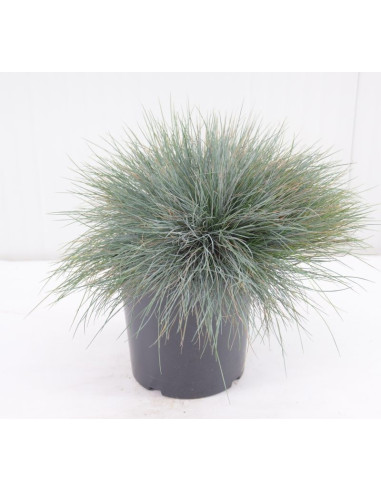 Pianta Festuca Argentea (Glauca) Vaso 14cm | Mondo Piante Terlizzi
