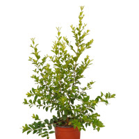 Pianta di Eugenia Myrtifolia (Syzygium paniculatum) - Vaso 14 cm