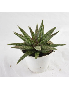 Vendita Haworthia tortuosa | Pianta Grassa a Spirale | MondoPiante