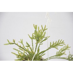 Pianta Grassa Euphorbia...