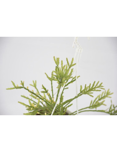 Vendita Delosperma echinatum | La Pianta Cetriolo | MondoPiante