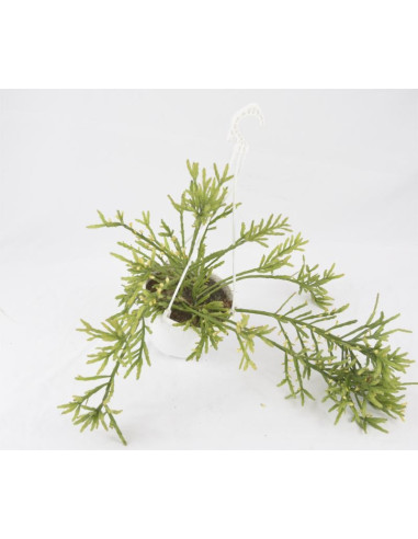 Vendita Delosperma echinatum | La Pianta Cetriolo | MondoPiante