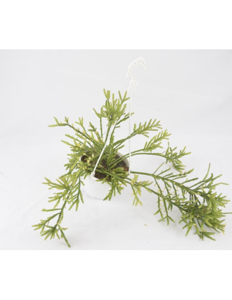 Vendita Delosperma echinatum | La Pianta Cetriolo | MondoPiante