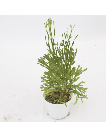 Vendita Delosperma echinatum | La Pianta Cetriolo | MondoPiante