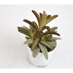 Pianta Grassa Kalanchoe...
