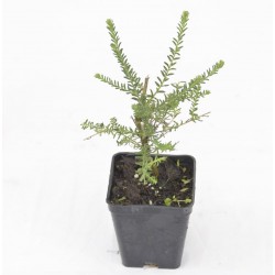 Ozothamnus...