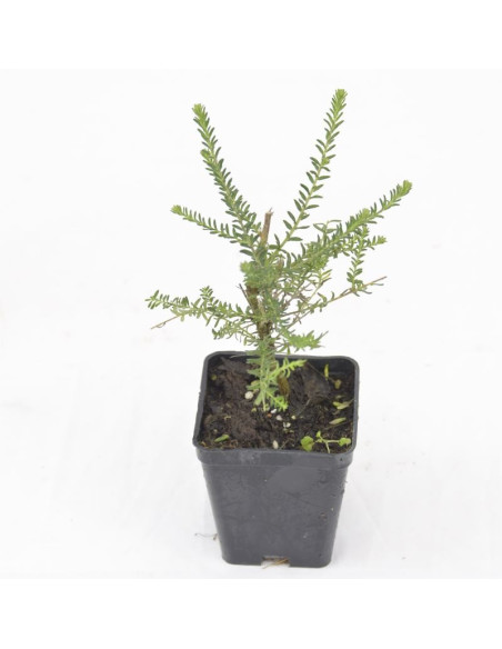 Ozothamnus Plant for Sale - Bush Plants Online | Mondo Piante