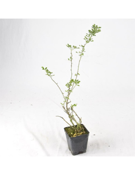 Leonotis Plant for Sale - Bush Plants Online | Mondo Piante