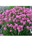 Armeria Plant