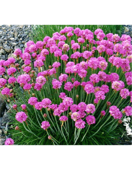 Pianta Armeria Vaso 18 cm: Vendita Online | Mondo Piante