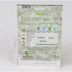 Coriander Seeds 2