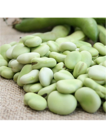 Broad Bean Extra Precoce Primizia Seeds for Sale-Seeds|Mondo Piante