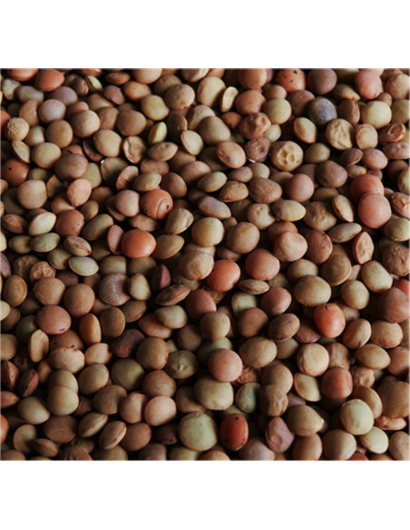 Vendita Semi di Lenticchie-Semi per Orto OnLine | Mondo Piante