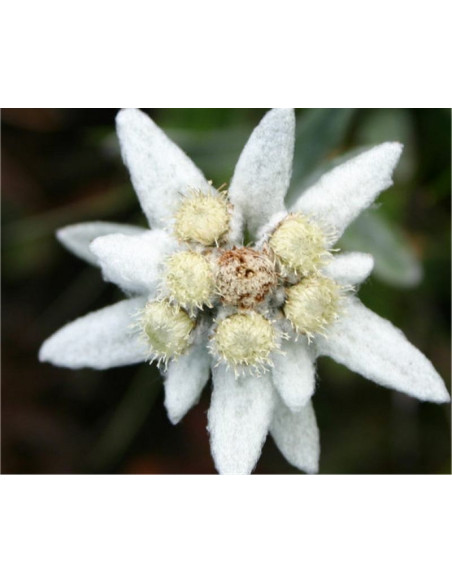 Vendita Semi di Stella Alpina-Semi Fiori OnLine|Mondo Piante