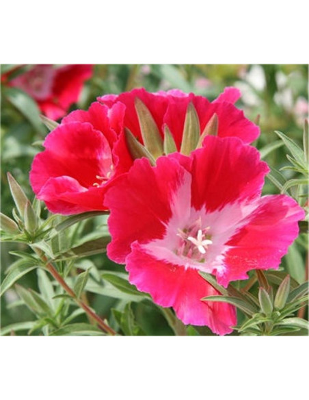 Vendita Semi di Godezia-Semi Fiori OnLine|Mondo Piante